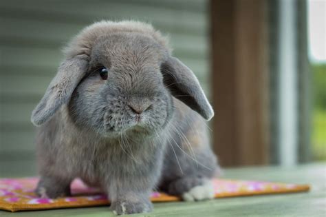 cute holland lop|pictures of holland lop bunnies.